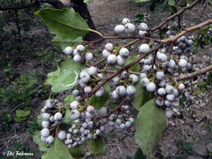 Azara serrata