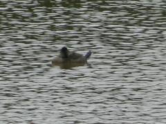 Oxyura