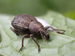 Tropiphorus elevatus