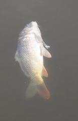 Cyprinus carpio