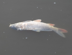 Cyprinus carpio