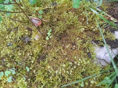 Thuidiopsis sparsa