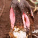 Hydnora abyssinica - Photo (c) joanyoung, algunos derechos reservados (CC BY-NC)
