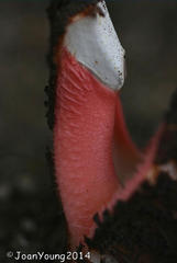 Hydnora abyssinica