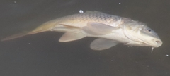Cyprinus carpio