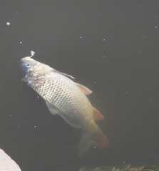 Cyprinus carpio