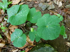 Jeffersonia diphylla