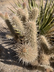 Cylindropuntia ganderi