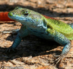 Platysaurus intermedius intermedius