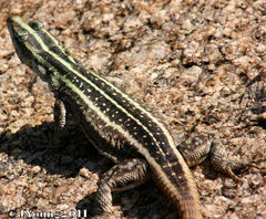 Platysaurus intermedius intermedius