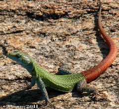 Platysaurus intermedius intermedius