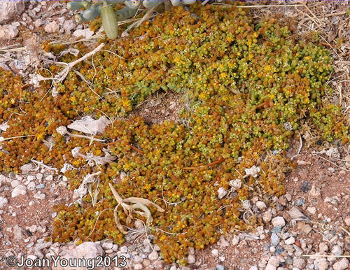 simple-leaved bean caper