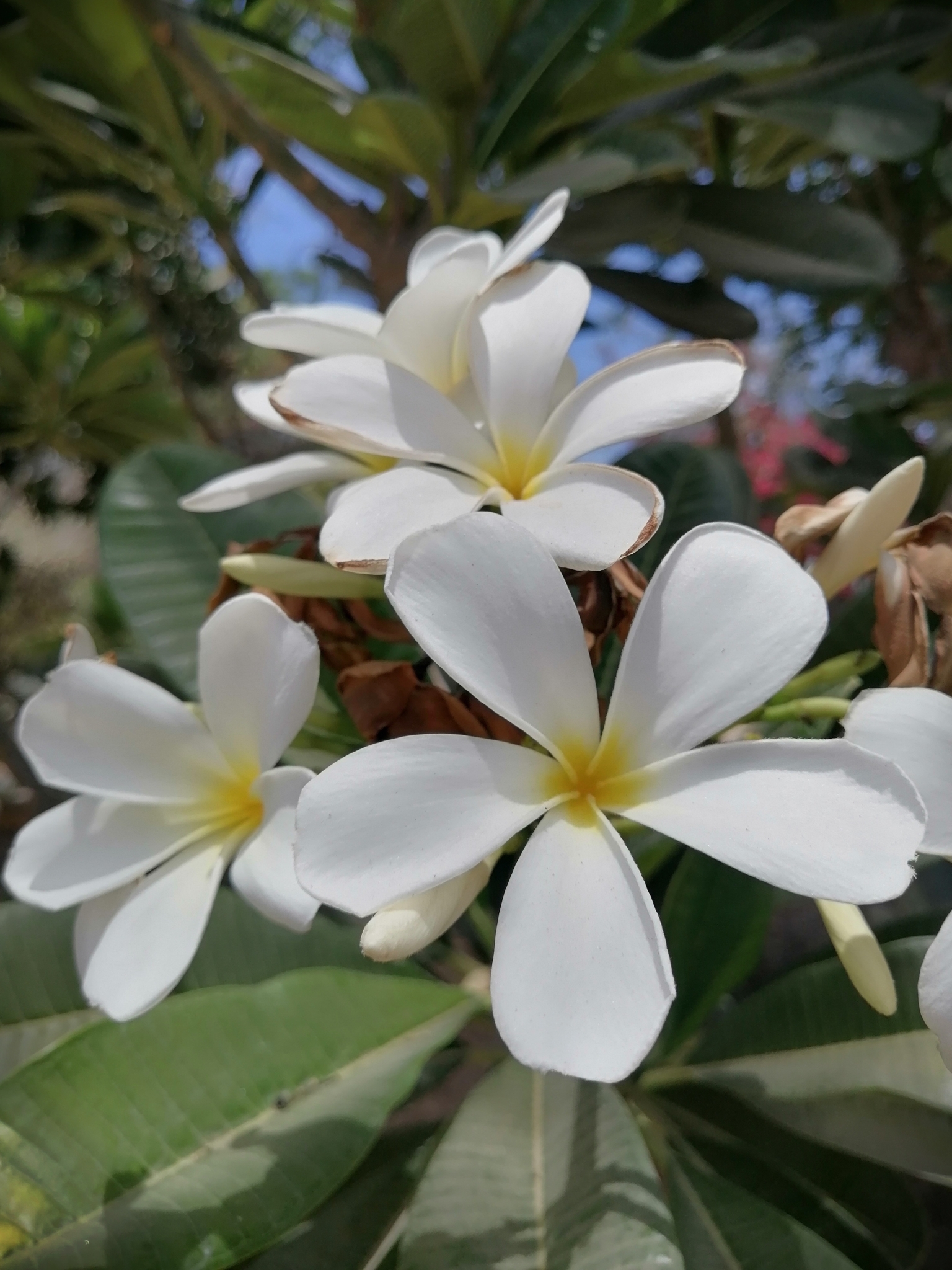 White Frangipani (Plumeria obtusa) · iNaturalist