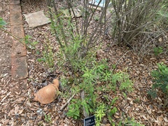 Carlowrightia parviflora