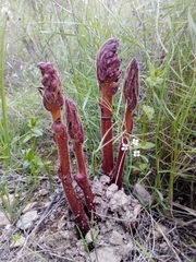 Orobanche gracilis
