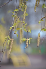 Betula pendula