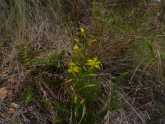 Bulbine cepacea