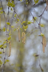 Betula pendula