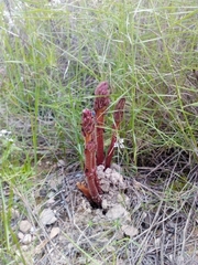 Orobanche gracilis