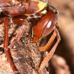 Polistes badius