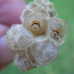 Polistes badius