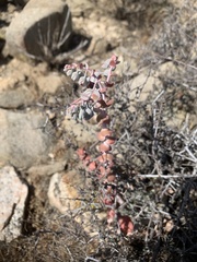 Dudleya pulverulenta