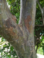 Psidium friedrichsthalianum