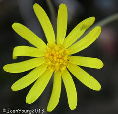 Crassothonna cacalioides