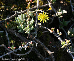 Crassothonna cacalioides