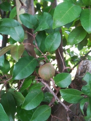 Psidium friedrichsthalianum