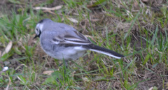 Motacilla alba