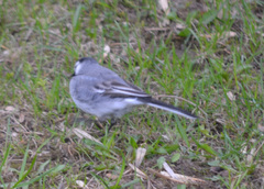 Motacilla alba