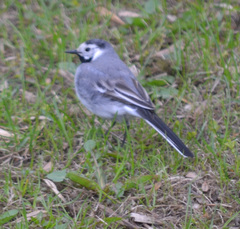 Motacilla alba