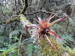 Tillandsia biflora