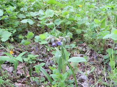 Pulmonaria × notha