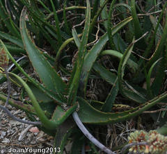 Aloe camperi