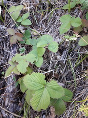 Fragaria orientalis