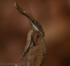 Phyllocrania paradoxa