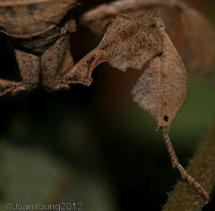 Phyllocrania paradoxa