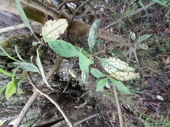Varronia cylindrostachya