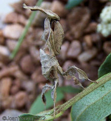 Phyllocrania paradoxa