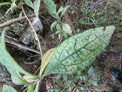 Varronia cylindrostachya