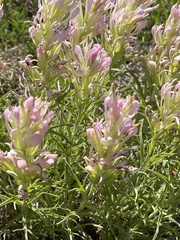 Castilleja sessiliflora