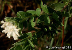 Lasiosiphon calocephalus