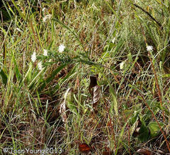 Lasiosiphon calocephalus