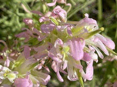 Castilleja sessiliflora