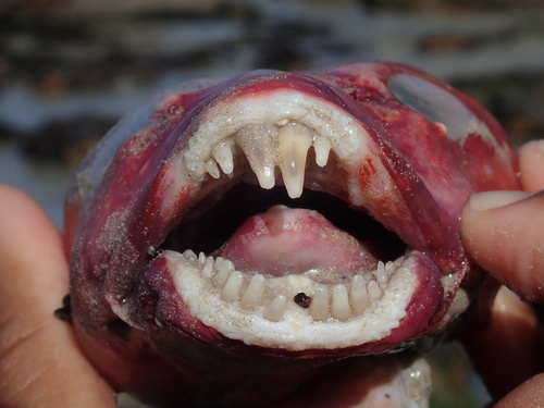 Rocksucker (Chorisochismus dentex) — Gobiesocidae — 2