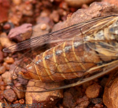 Melampsalta