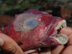 Chorisochismus dentex