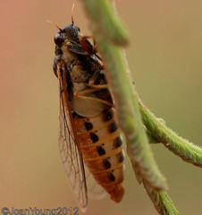Melampsalta